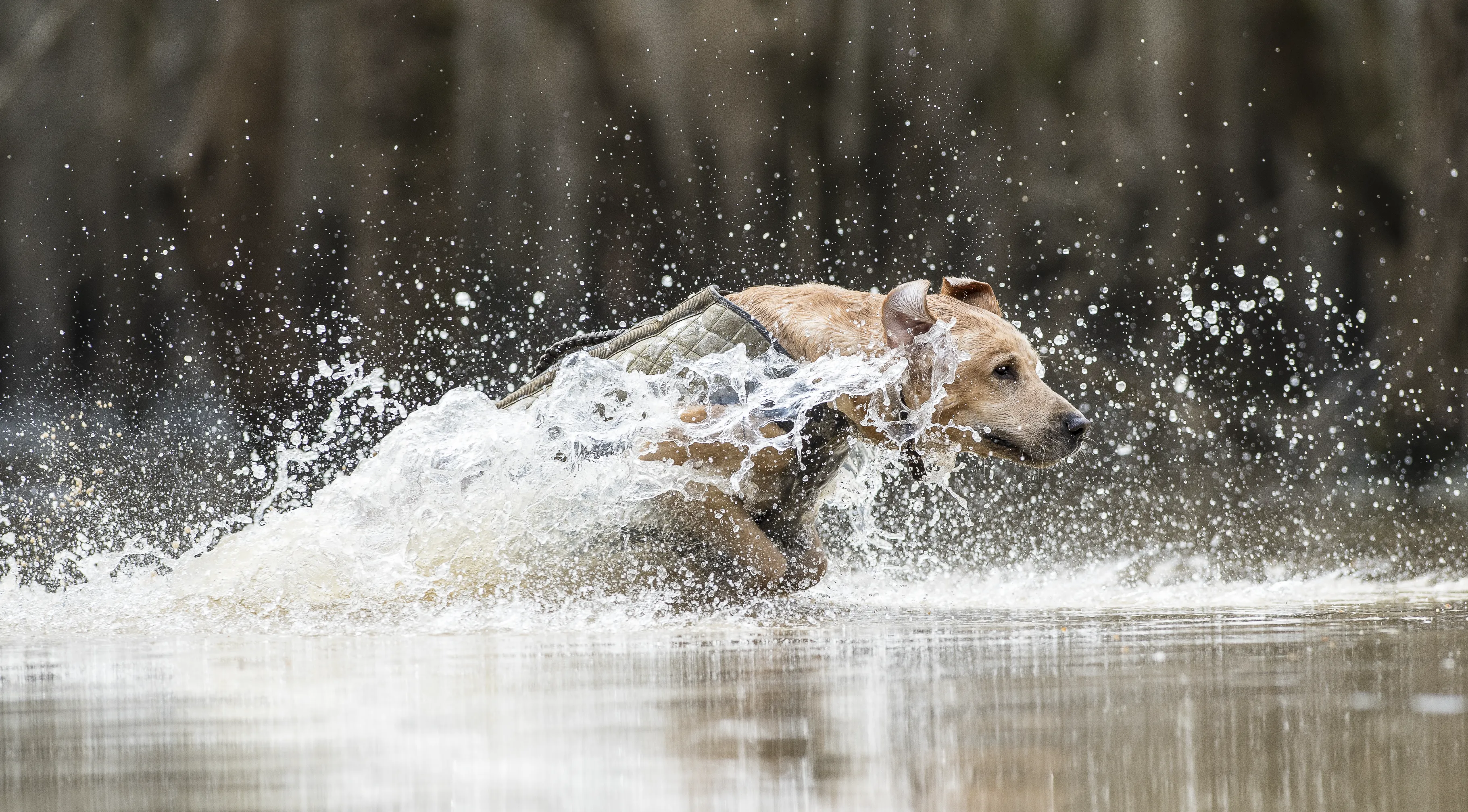 Bloodline Elite Dog Vest- OPTIFADE® Marsh